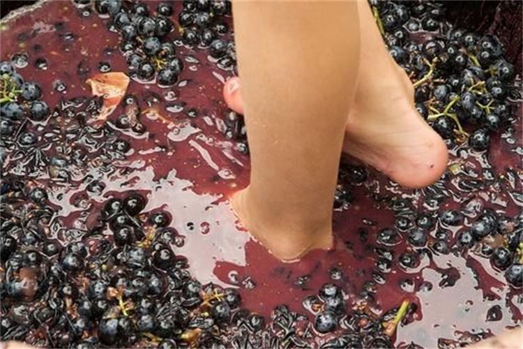 1 grape stomping in provence Grape Stomping in Provence