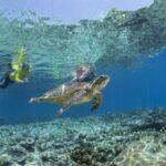 1 great barrier reef snorkel dive full day adventure Great Barrier Reef Snorkel & Dive Full-Day Adventure