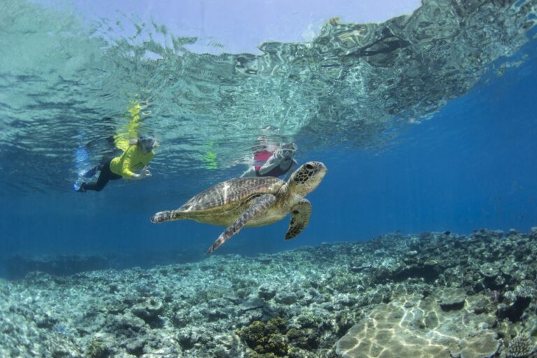 Great Barrier Reef Snorkel & Dive Full-Day Adventure