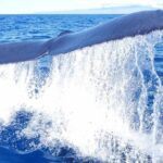 1 guaranteed whale watch in kona Guaranteed Whale Watch in Kona