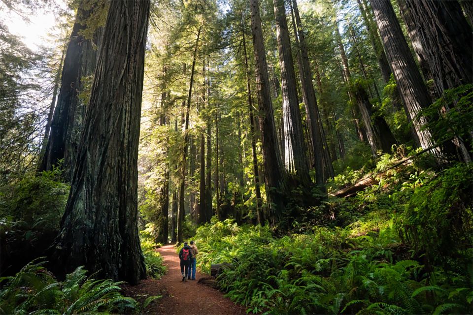 1 guided electric bike tour to muir woods Guided Electric Bike Tour to Muir Woods