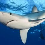 1 guided swimming experience with sharks in portugal Guided Swimming Experience With Sharks in Portugal