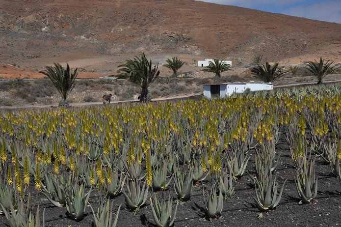 Guided Tour: Past and Present of Gran Canaria
