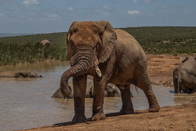 1 half day addo elephant national park safari Half-Day Addo Elephant National Park Safari