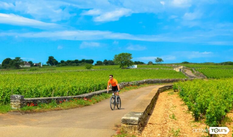 Half Day Bike & Wine Tour in Burgundy