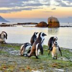 1 half day boulders penguins and cape point small group tour Half Day Boulders Penguins and Cape Point Small Group Tour