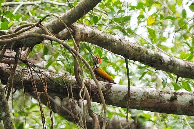 Half Day Canoe Boat Trip At Takuapa Little Amazon