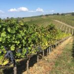 1 half day chianti wine tour from florence small group Half-Day Chianti Wine Tour From Florence - Small Group