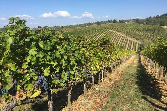 Half-Day Chianti Wine Tour From Florence – Small Group