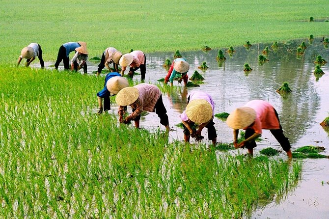 Half Day Countryside Motorbike Tour From Hoi an