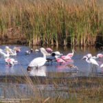 1 half day everglades airboat tours and transportation Half-Day Everglades Airboat Tours and Transportation