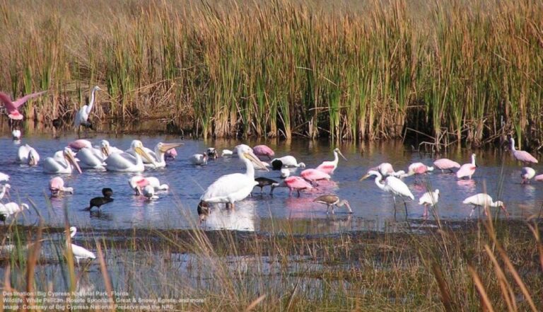 Half-Day Everglades Airboat Tours and Transportation