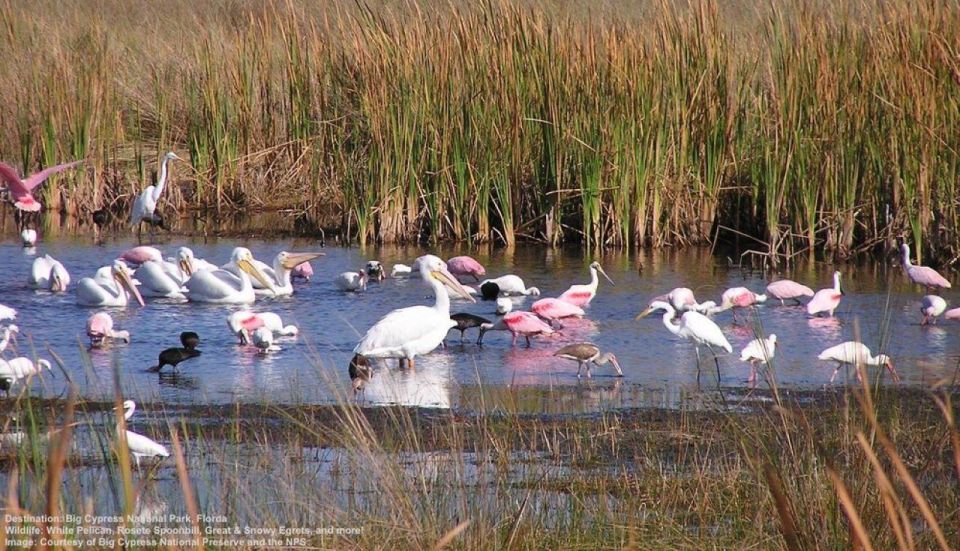 1 half day everglades airboat tours and transportation Half-Day Everglades Airboat Tours and Transportation