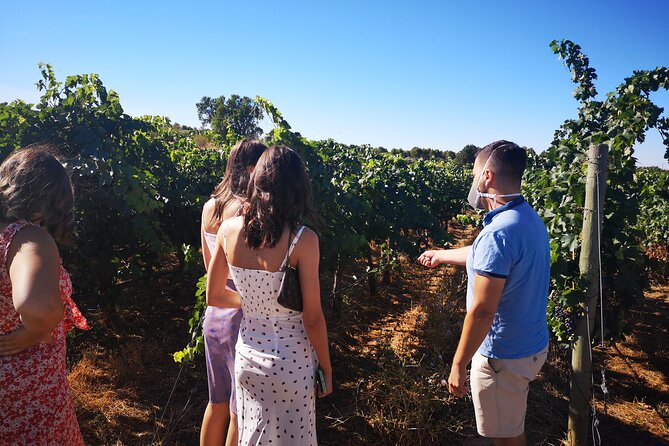 Half-Day Guided Tour to a Winery From Madrid