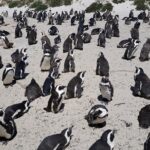 1 half day penguins at boulders beach small group fees included Half Day Penguins at Boulders Beach Small Group Fees Included