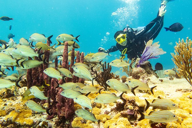 Half-Day Scuba Diving in Playa Del Carmen for Small-Group