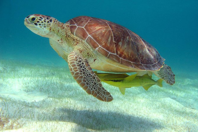 1 half day sea turtle and cenote snorkeling tour from cancun riviera maya Half-Day Sea Turtle and Cenote Snorkeling Tour From Cancun & Riviera Maya