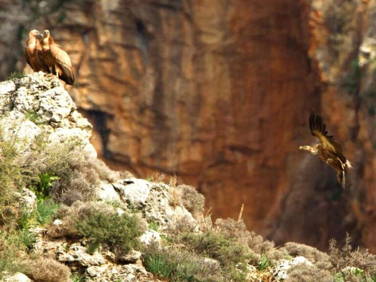 Heraklion: Springtime Plant Walk and Birdwatching in Nature