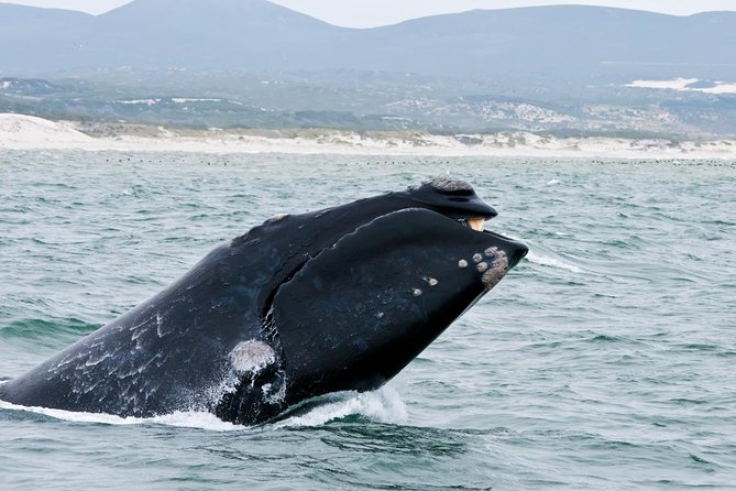 1 hermanus whale watching day trip from cape town Hermanus Whale Watching Day Trip From Cape Town