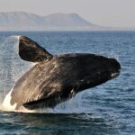 1 hermanus whales and wine full day private tour Hermanus Whales and Wine Full Day Private Tour