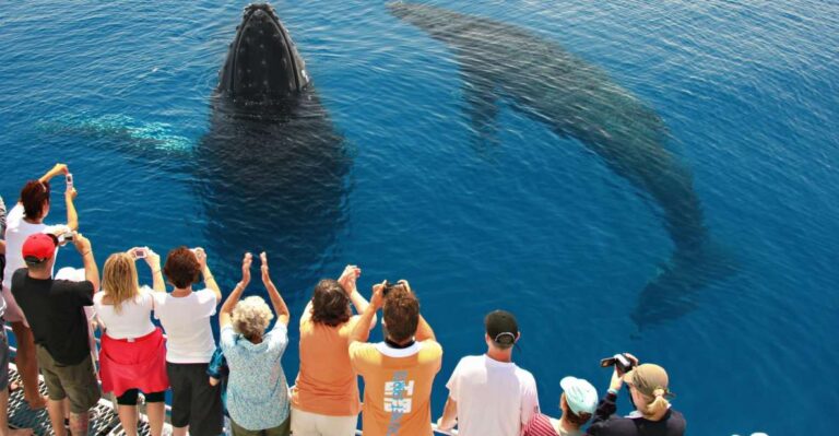 Hervey Bay 4-Hour Whale Watch Encounter