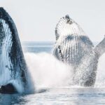 1 hervey bay half day whale and island adventure by boat Hervey Bay: Half-Day Whale and Island Adventure by Boat