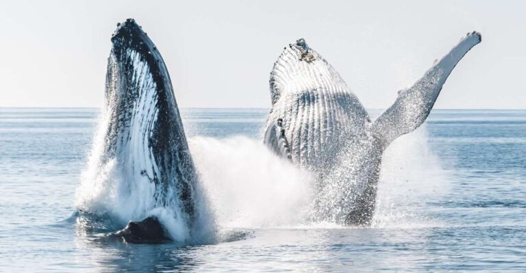 Hervey Bay: Half-Day Whale and Island Adventure by Boat