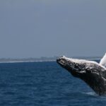 1 hervey bay ultimate whale watching experience Hervey Bay: Ultimate Whale Watching Experience