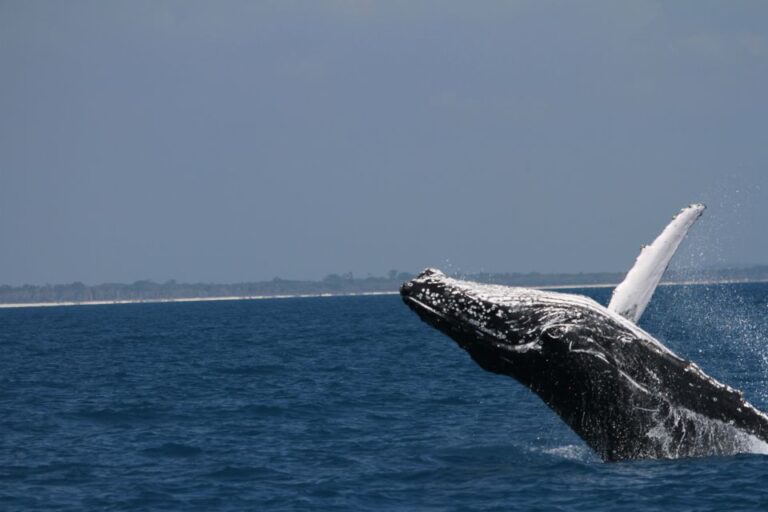 Hervey Bay: Ultimate Whale Watching Experience