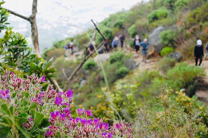 Hike & Wine” – Table Mountain, Kirstenbosch and Constantia
