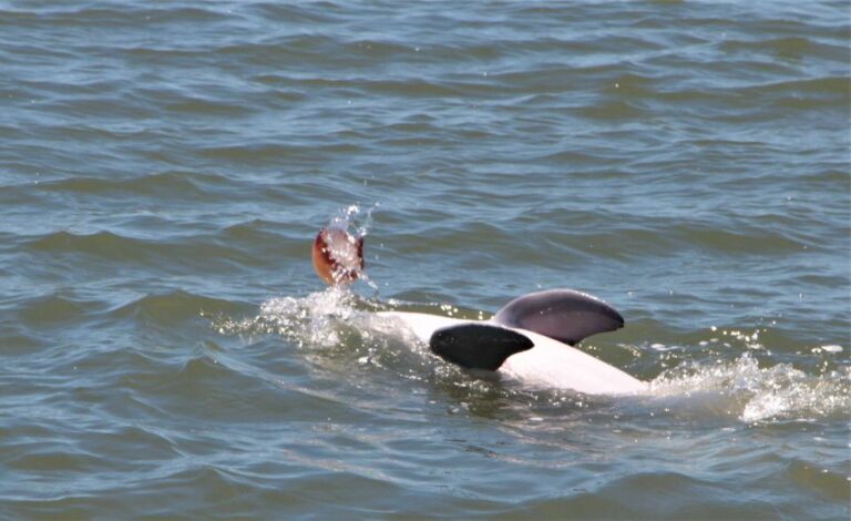 Hilton Head Island: Dolphin Watching Guided Tour by Boat