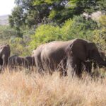 1 hluhluwe imfolozi game reserve full day game drive Hluhluwe/iMfolozi Game Reserve Full Day Game Drive