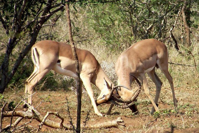 Hluhluwe–iMfolozi Park Wilderness Area Full-Day Private Safari  – Durban