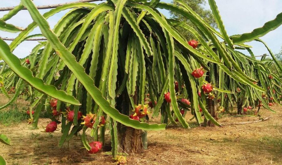 Ho Coc Beach, Nature Reserve & Dragon Fruit Farm Day Tour