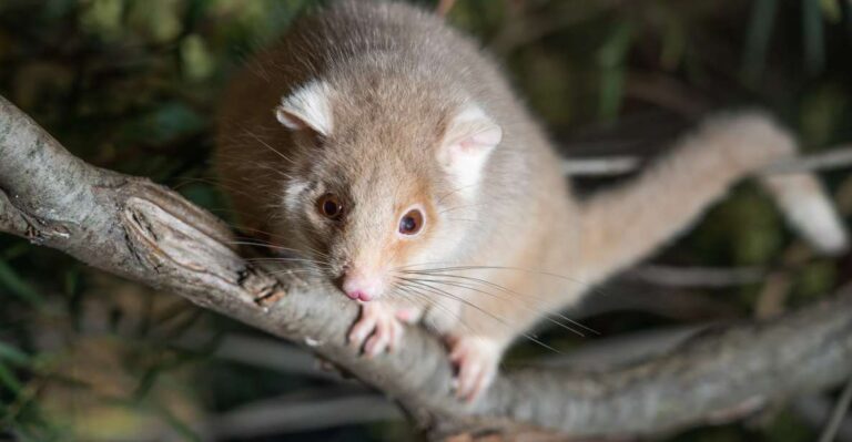 Hobart: Bonorong Wildlife Sanctuary Guided Night Tour