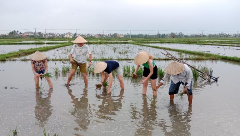 Hoi An: Countryside by Cycling, Buffalo Riding & Do Farming