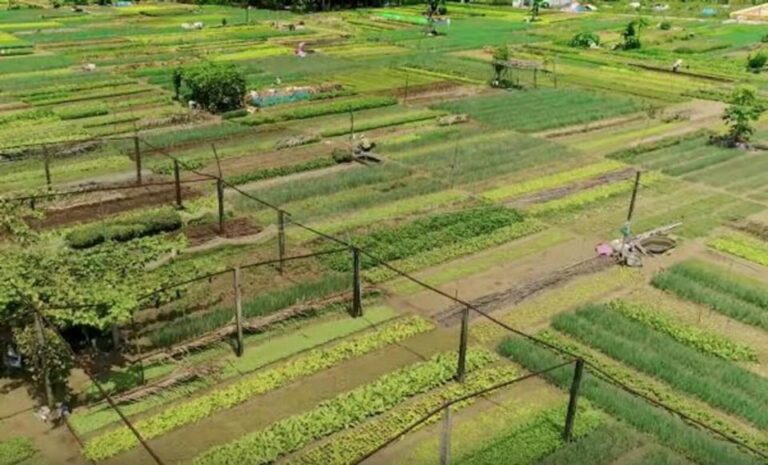 Hoi An: Tra Que Herb Village Cooking Class