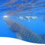 1 holbox whale shark encounter and marine adventure 2 Holbox: Whale Shark Encounter and Marine Adventure