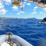 1 honolulu private whale watching cruise oahu Honolulu Private Whale-Watching Cruise - Oahu