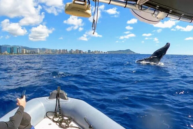 Honolulu Private Whale-Watching Cruise  – Oahu