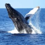 1 honolulu whale watching cruise in waikiki with guide Honolulu: Whale Watching Cruise in Waikiki With Guide