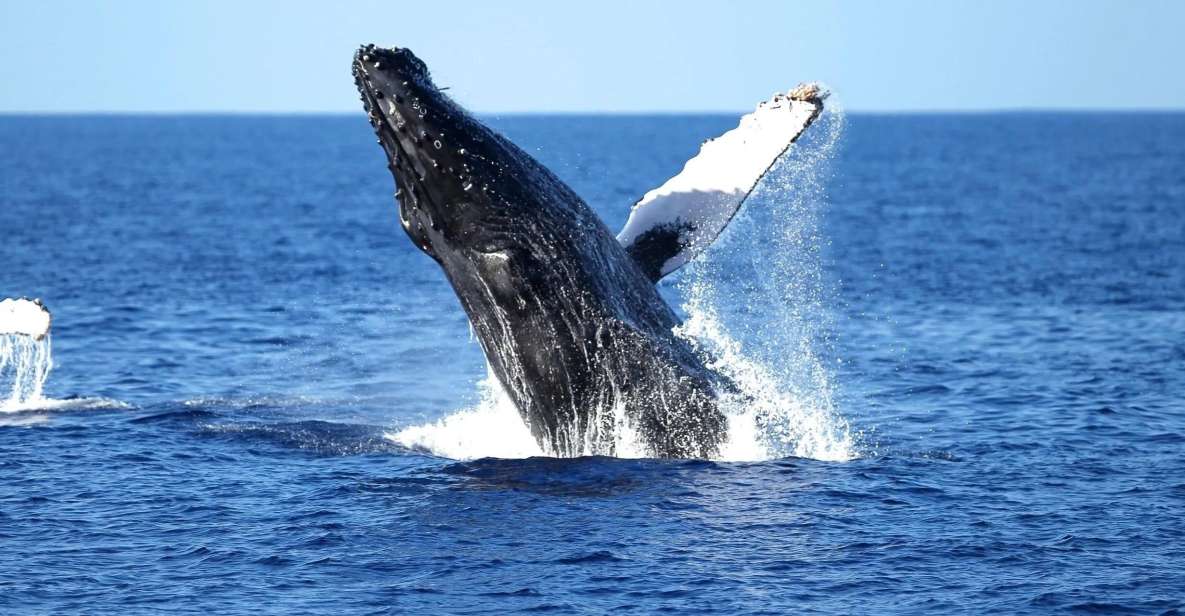 1 honolulu whale watching cruise in waikiki with guide Honolulu: Whale Watching Cruise in Waikiki With Guide