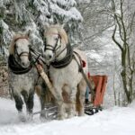 1 horse sleigh ride bonfire private tour from zakopane Horse Sleigh Ride & Bonfire - Private Tour From Zakopane