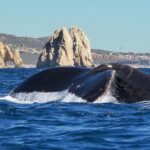 1 humpback whale watching in cabo san lucas Humpback Whale Watching in Cabo San Lucas