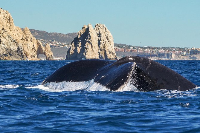Humpback Whale Watching in Cabo San Lucas
