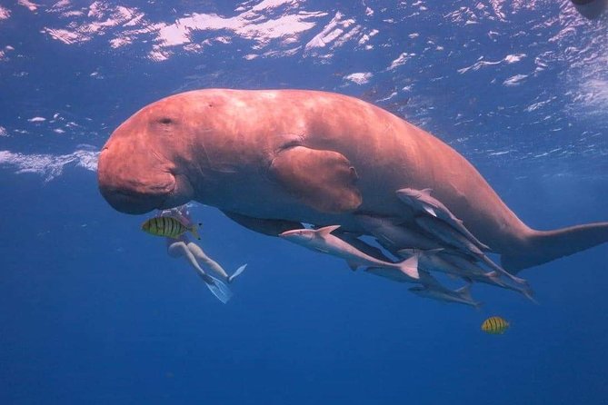 Hurghada Diving