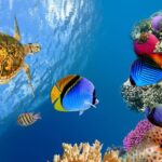 1 hurghada dolphin watching and snorkeling full day experience Hurghada Dolphin Watching and Snorkeling Full-Day Experience