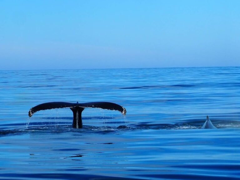 Húsavík: Big Whales and Puffin Island Speedboat Tour