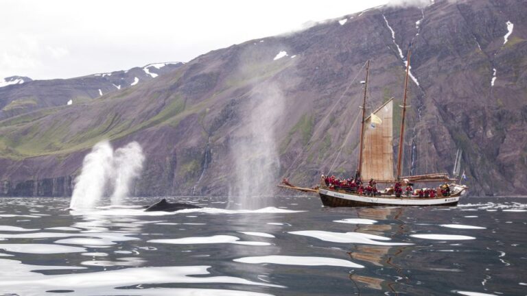 Húsavík: Whale Watching by Traditional Wooden Sailing Ship