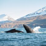 1 husavik whale watching cruise and puffins guided tour Húsavík: Whale-Watching Cruise and Puffins Guided Tour